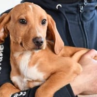 Anellino möchte seine Familie finden, Hund zur Adoption