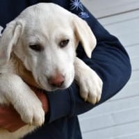 Cannella wünscht sich eigenes Körbchen, Hündin zur Adoption