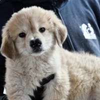 MayaPiccola wünscht sich liebe Menschen, Hündin zur Adoption