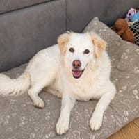 April sucht passendes Zuhause, Hündin zur Adoption