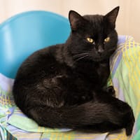Maui, chat à adopter