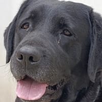 Phelicie, chienne à adopter