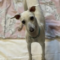ANDY, chien à adopter