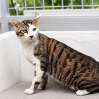 Hawai [FIV+], chat à adopter