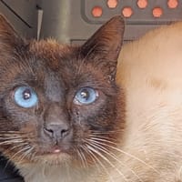 FIRST, chat à adopter