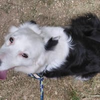 Ninette, chienne à adopter