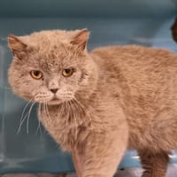 WATT, chat à adopter