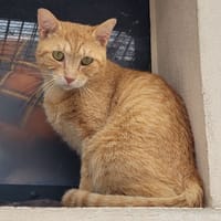 MARCO, chat à adopter