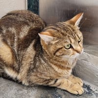 GEMINI, chat à adopter