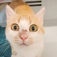 ANDIE, chatte à adopter