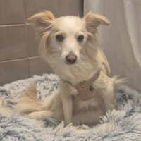 VANILLE, chienne à adopter