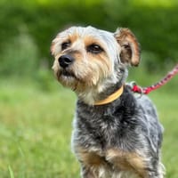 MEDOR, chien à adopter