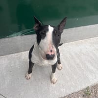PIN UP, chienne à adopter