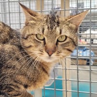 AQUARIUS, chat à adopter