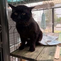 Gobou, chat à adopter