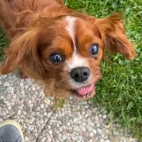 RIO, chien à adopter