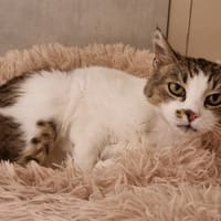 FRANGIPANE, chatte à adopter