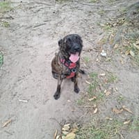 Romy, chienne à adopter