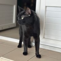 Banjo, chat à adopter