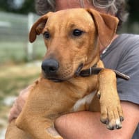 ARAGORN, chien à adopter