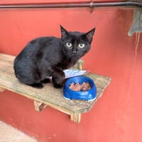 Guimauve, chatte à adopter