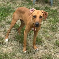 Legolas, chien à adopter