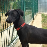 ARWEN (réservée), chienne à adopter