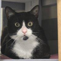 CHARRON, chat à adopter