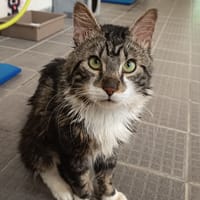 NEUNEU C, chat à adopter
