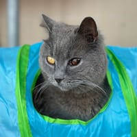 Doudou, chat à adopter