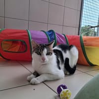 Léon, chat à adopter