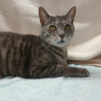 OSCAR, chat à adopter
