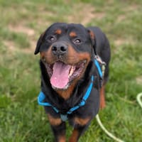 PRESTON VAA, chien à adopter