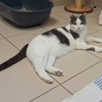 Sacha, chatte à adopter
