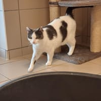 Sacha, chatte à adopter