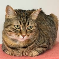 caliko, chatte à adopter