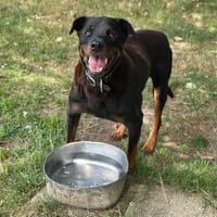alpha, chien à adopter