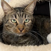 PRENTISS, chat à adopter