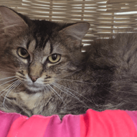 BIGMAC, chat à adopter