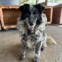 PUMA, chien à adopter