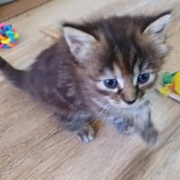 Atea, chatte à adopter