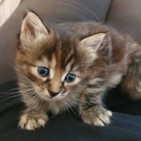 Marama, chatte à adopter