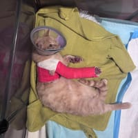 savi, chat à adopter