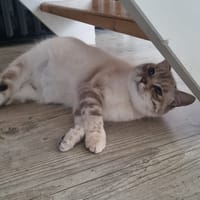 ivy, chatte à adopter