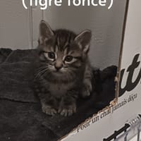 Kaï, chat à adopter