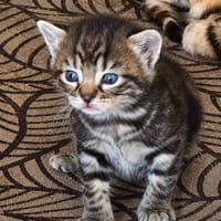 Oranga, chat à adopter