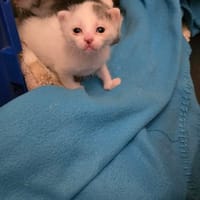 TOMY, chat à adopter