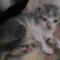 BELLA, chatte à adopter