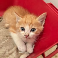BANJO, chat à adopter