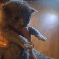 PELUCHE, chat à adopter